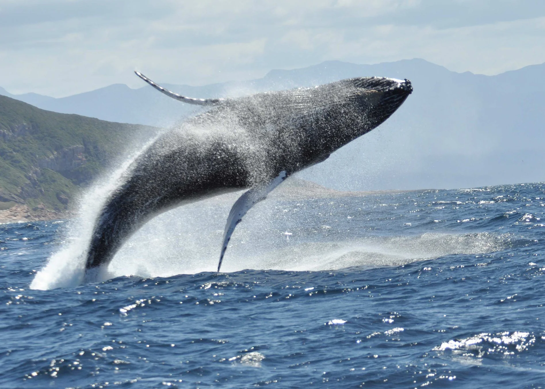 Whale Watching Plettenberg Bay