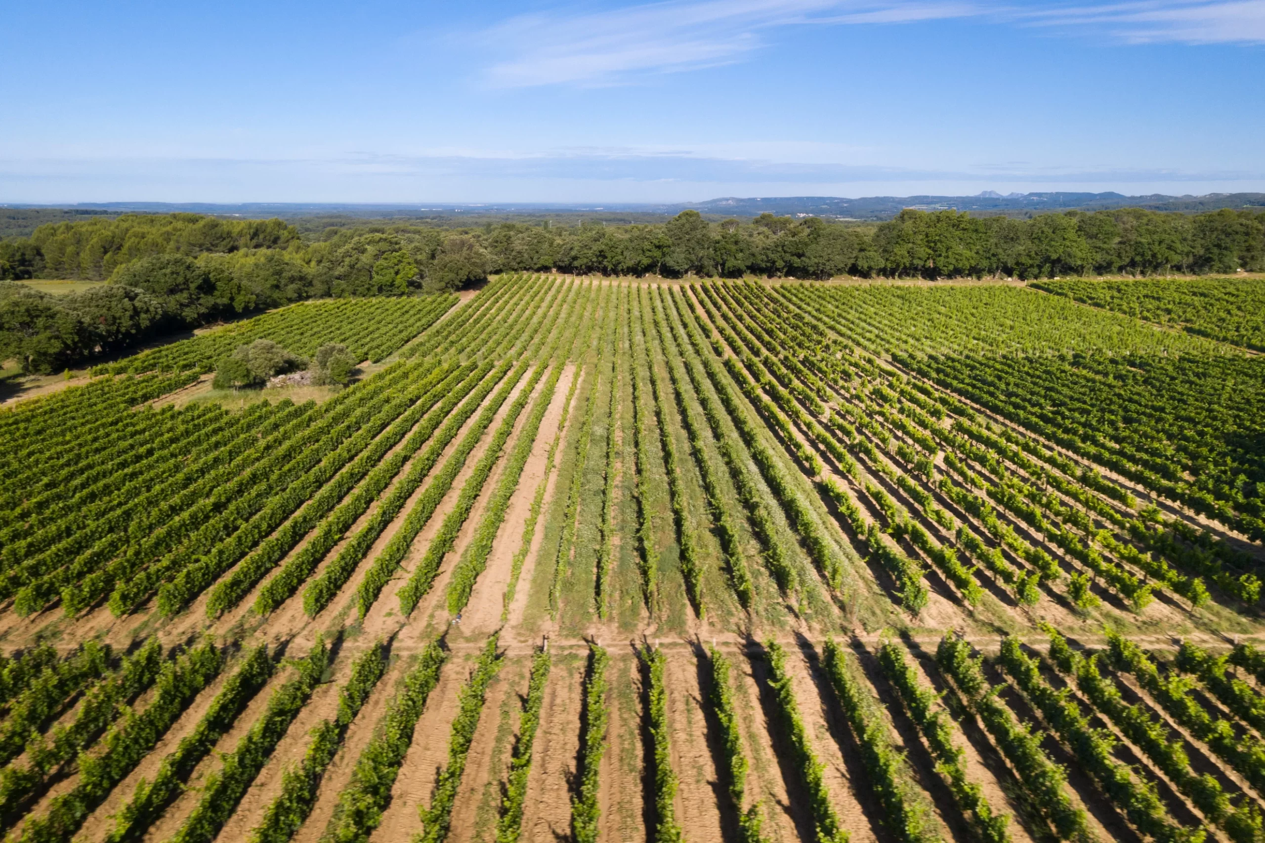Aix En Provence Wine Tour