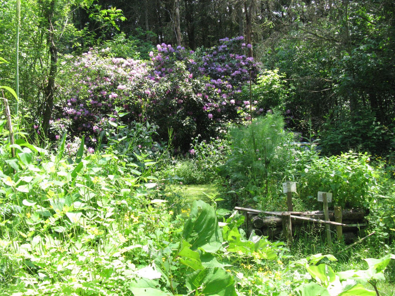 Poison Garden