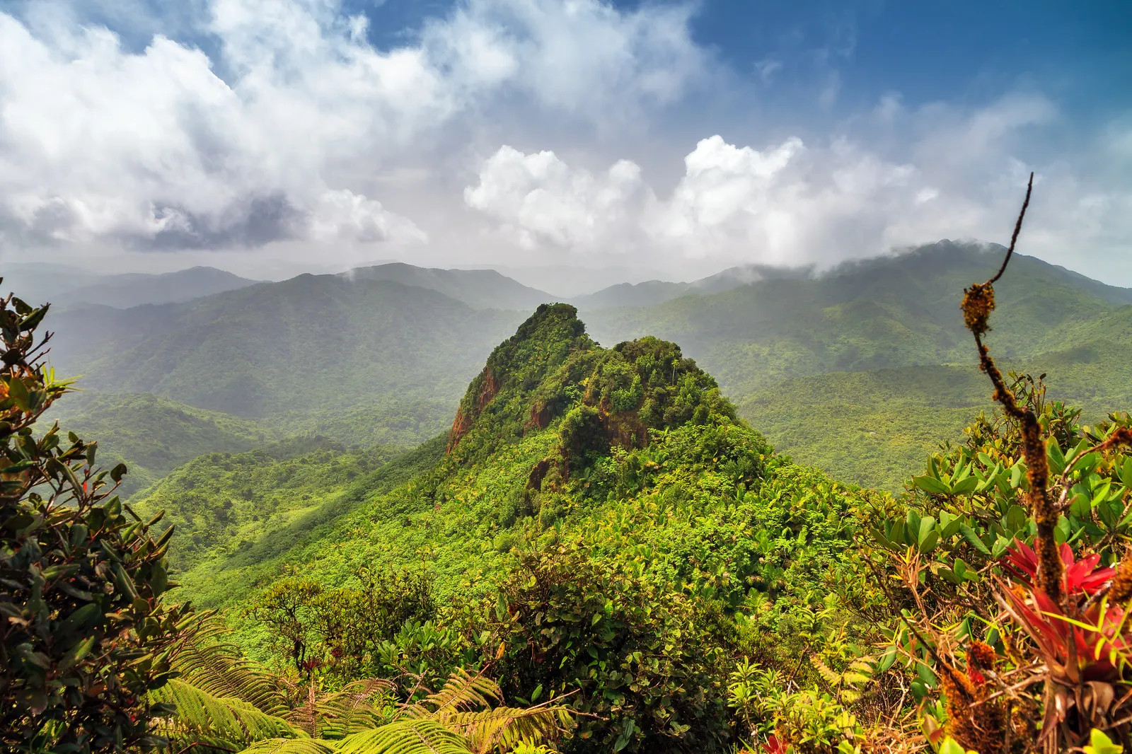 Jungle Overlook