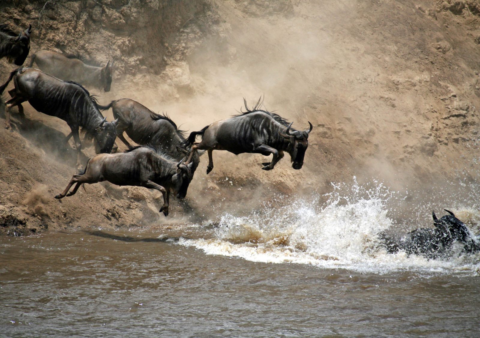 Masai Mara Safari Best Time to Go