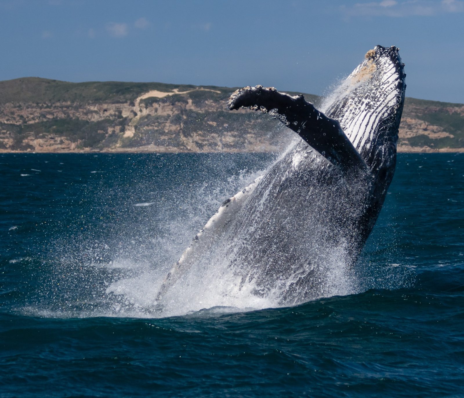 Whale Season Plettenberg Bay