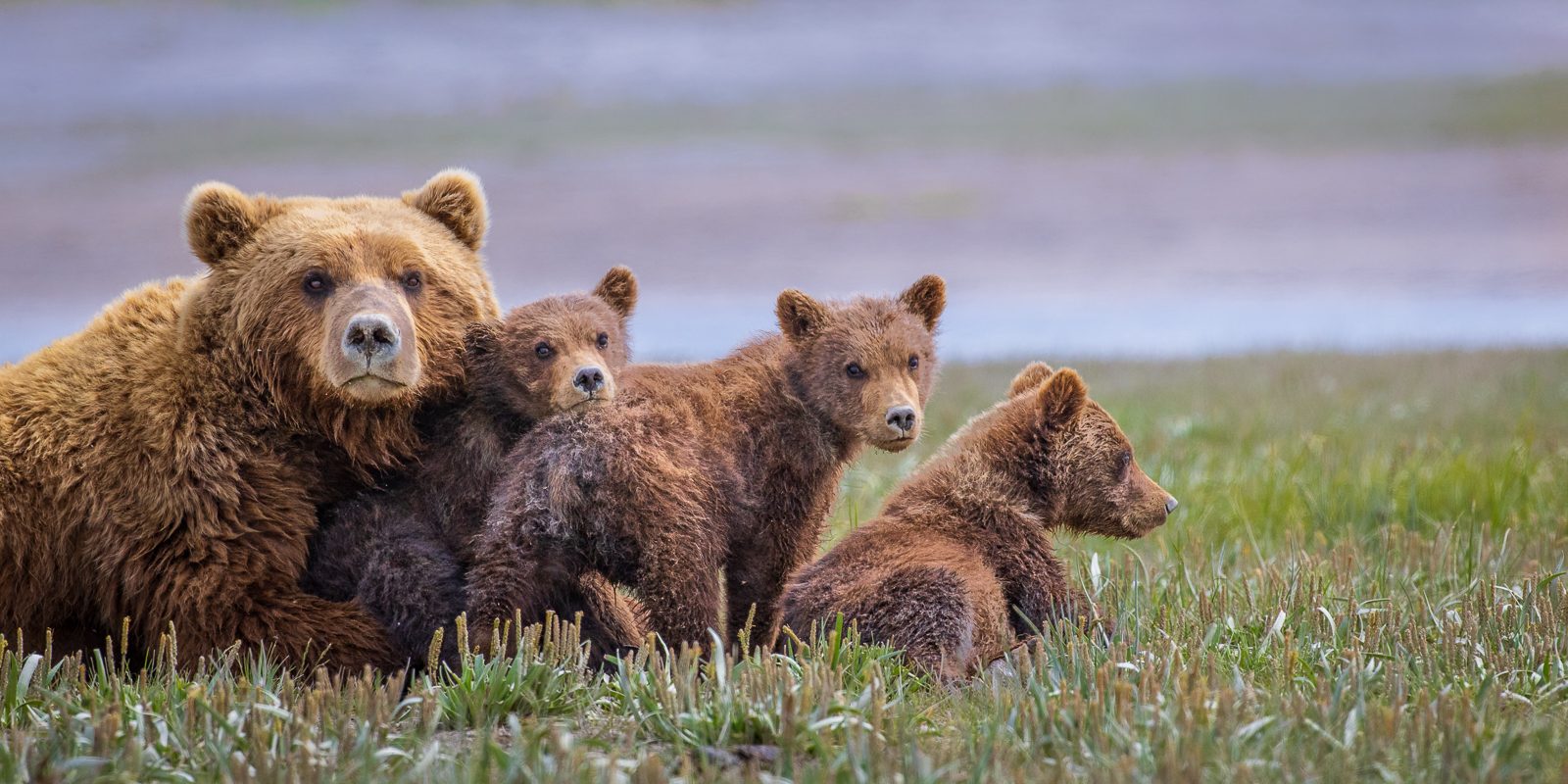 Katmai Coastline Tide Flats