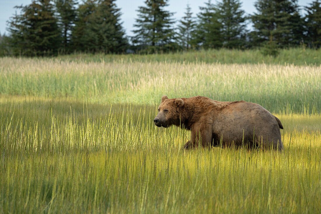 Lake Clark Meadow Grasslands