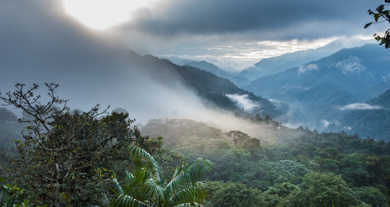 Cloud Forest