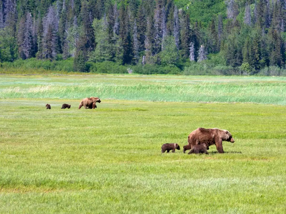 Lake Clark Meadow