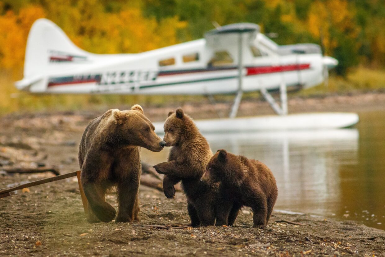 Homer Alaska Bear Viewing Tours