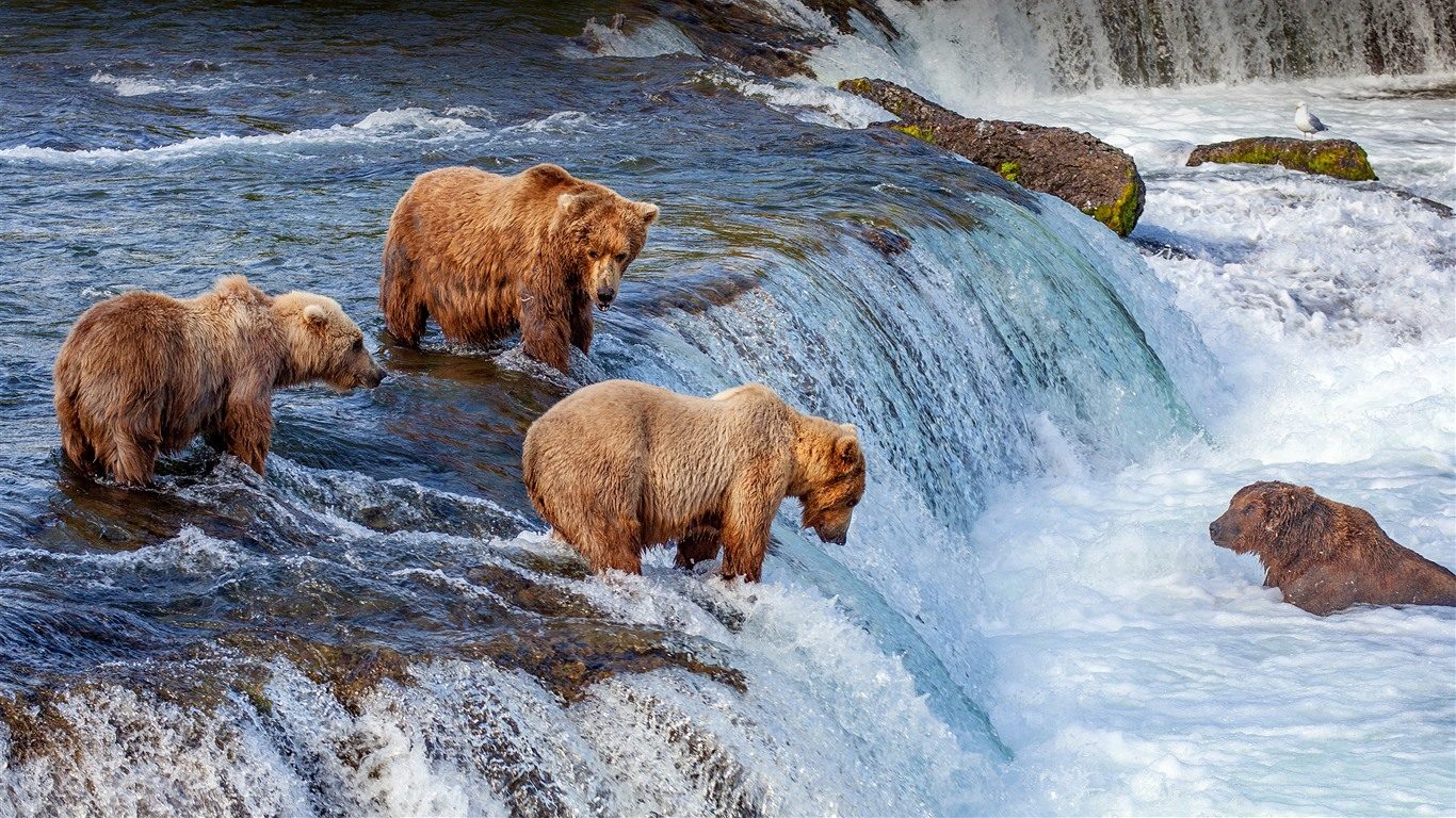 Brooks Falls
