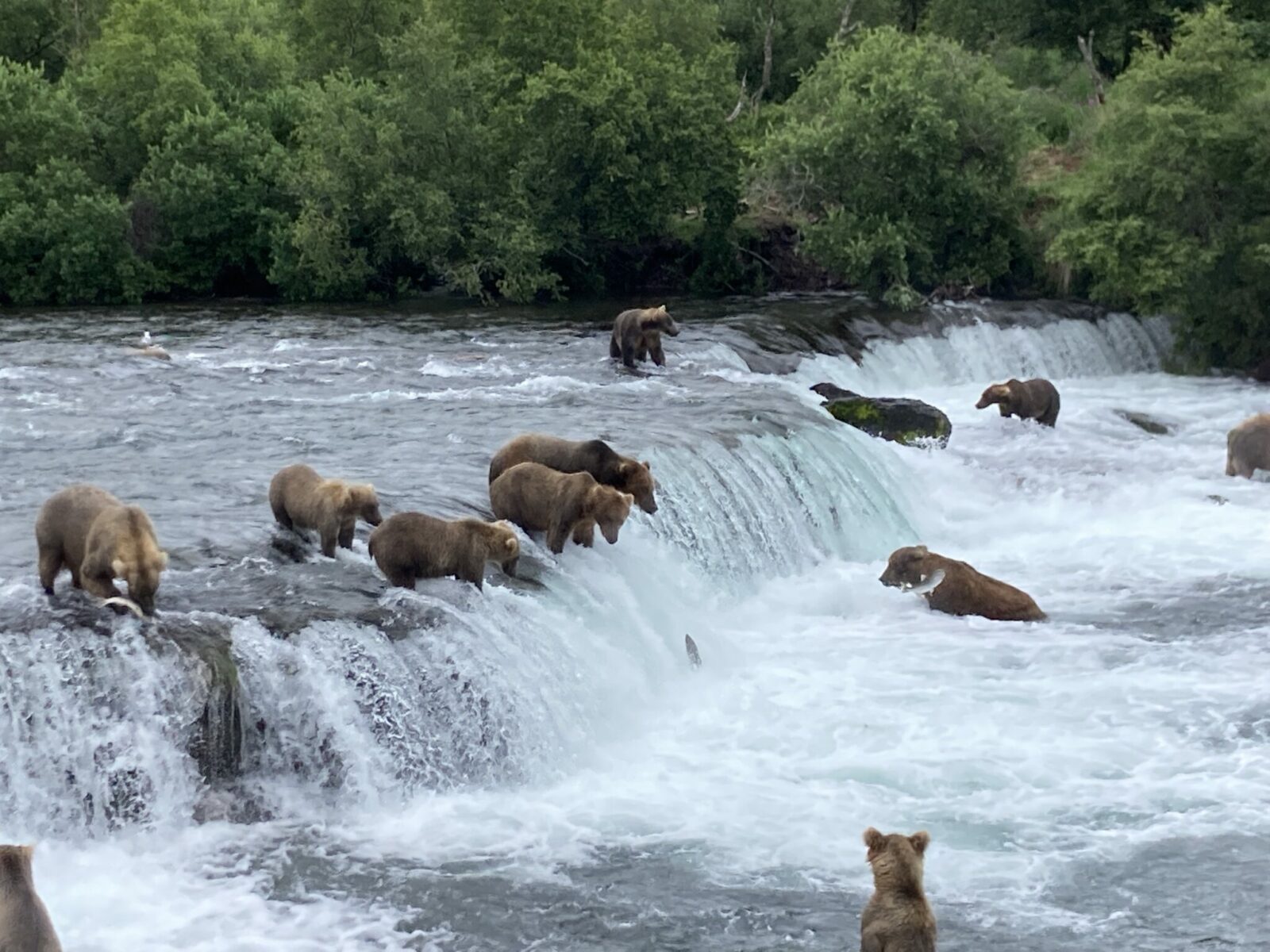 Brooks Falls bear viewing tours from anchorage tours