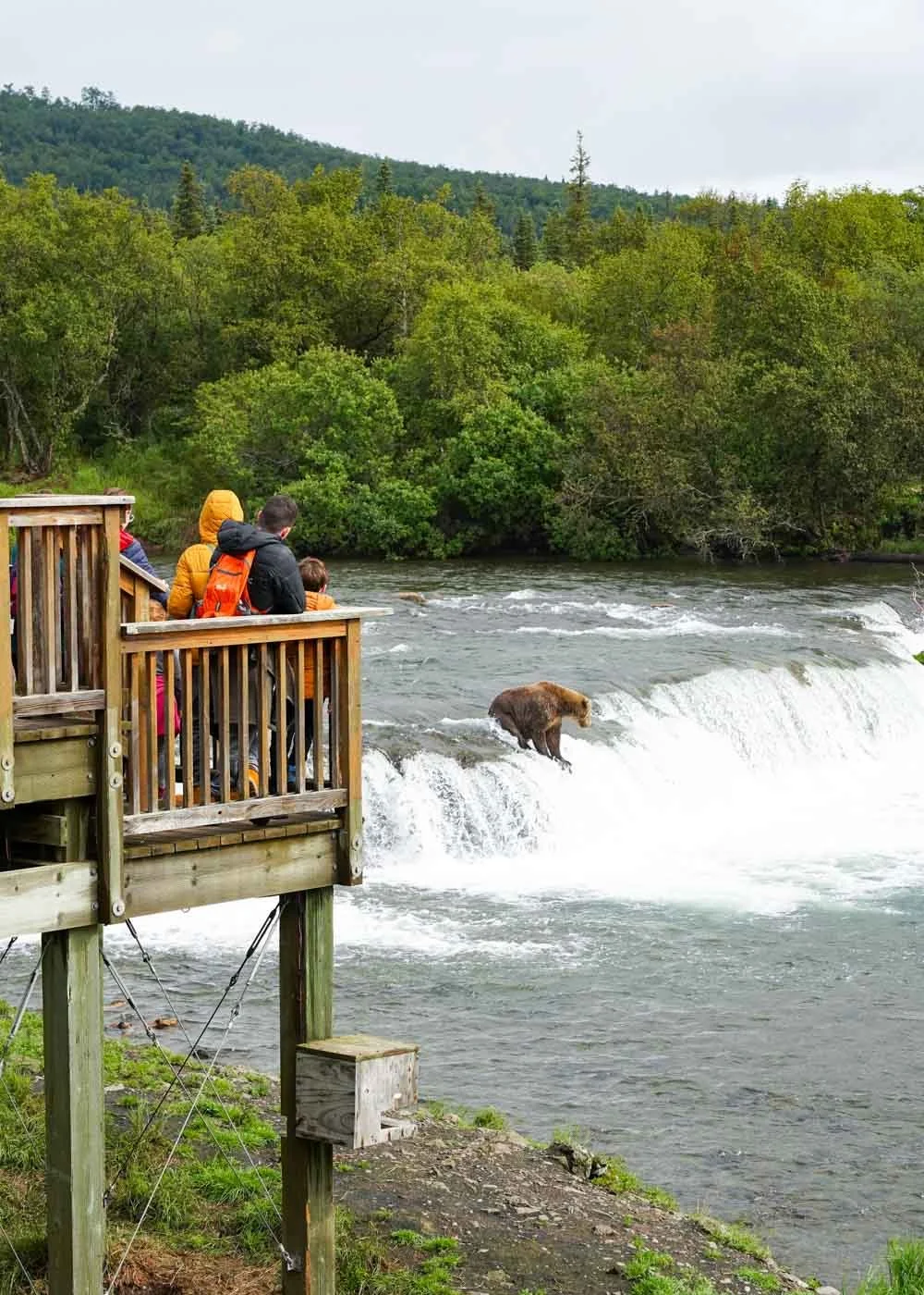brooks falls bear viewing tours from anchorage tickets