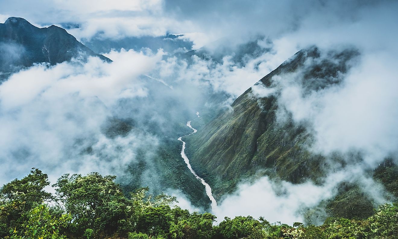 Cloud Forest Canopy