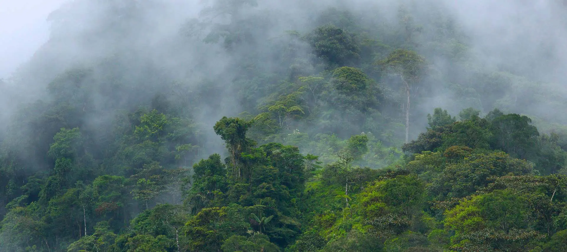 Cloud Forest