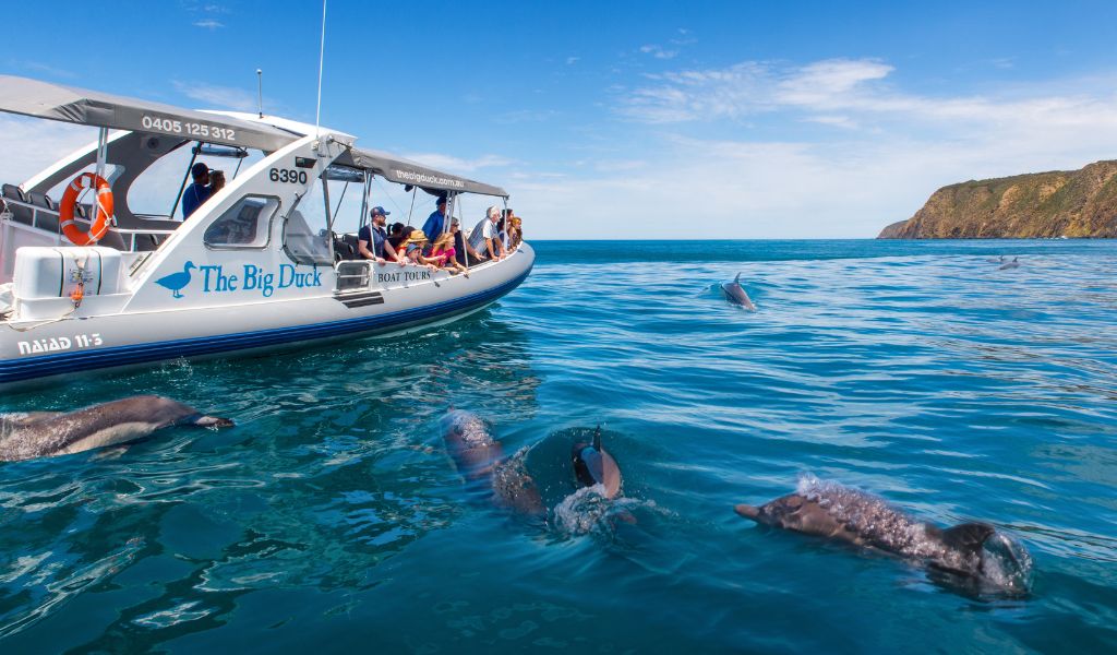 Orange Beach Dolphin Cruise