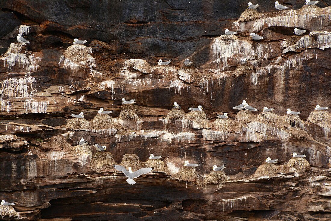 Coastal Bird Nesting Sites