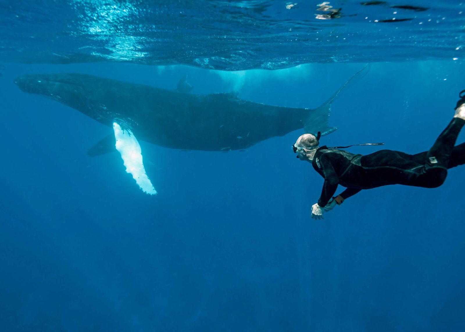 Tahiti Whale Watching