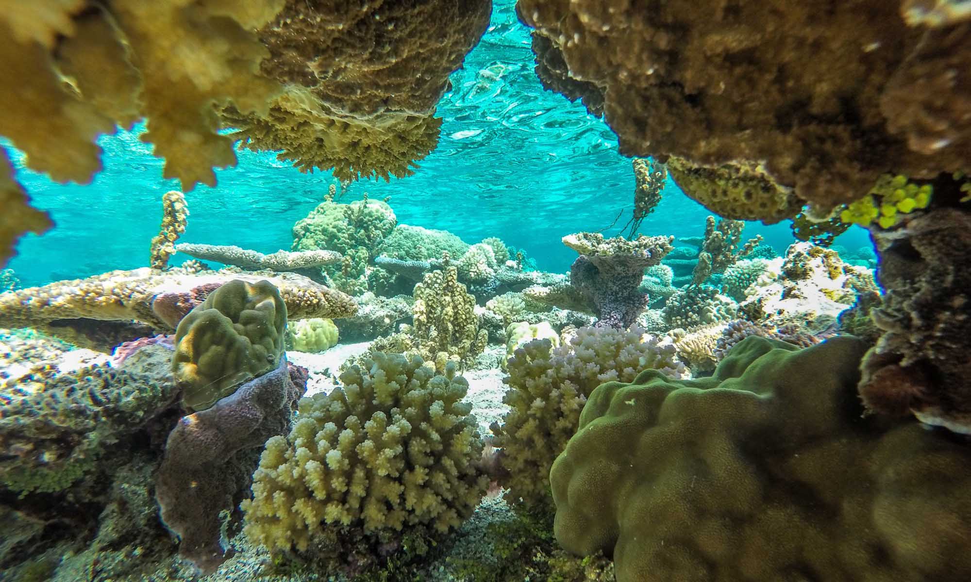 Coastal Coral Reefs