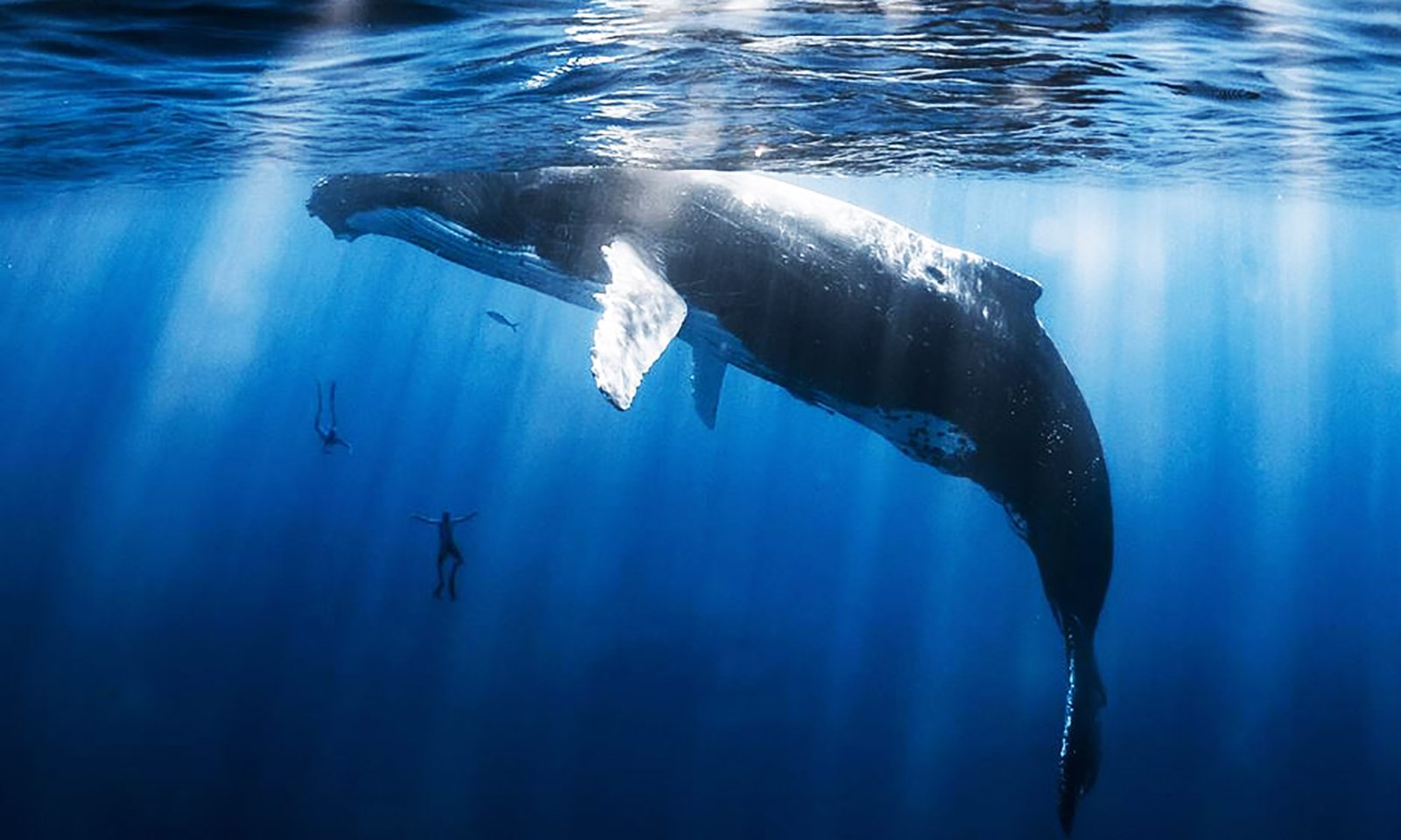 Humpback Whale Pods
