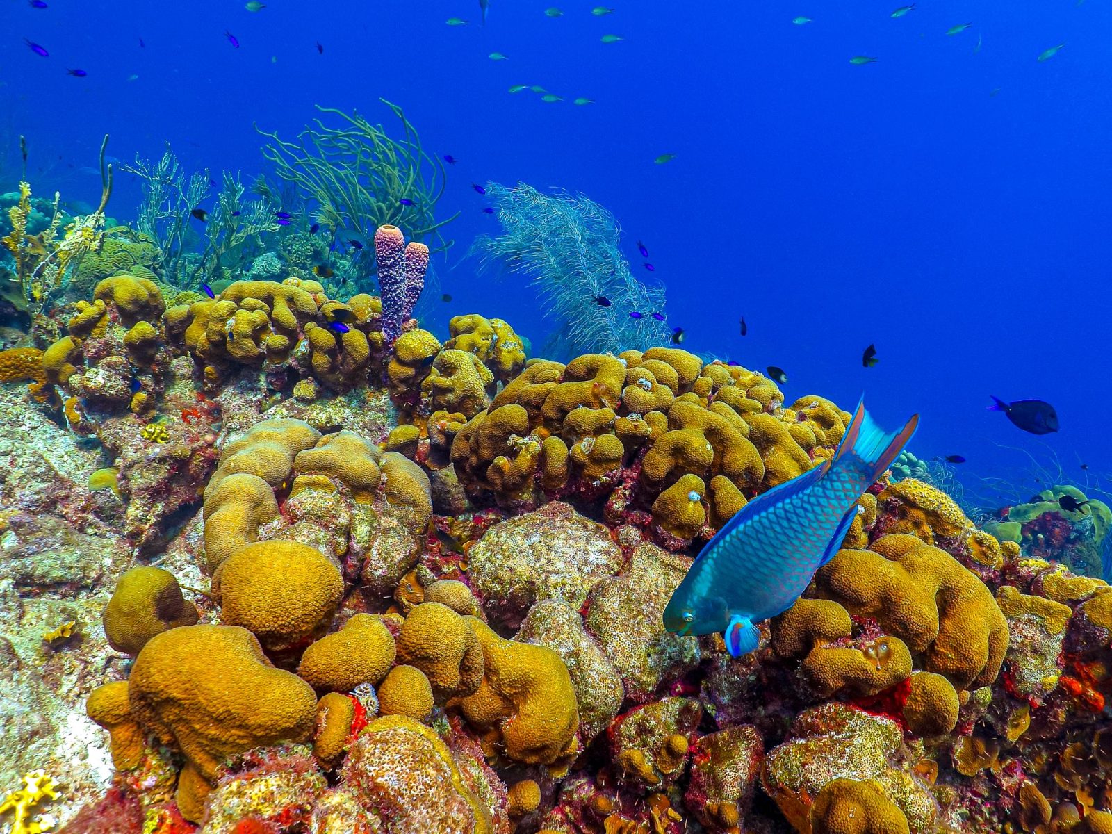 Coral Gardens