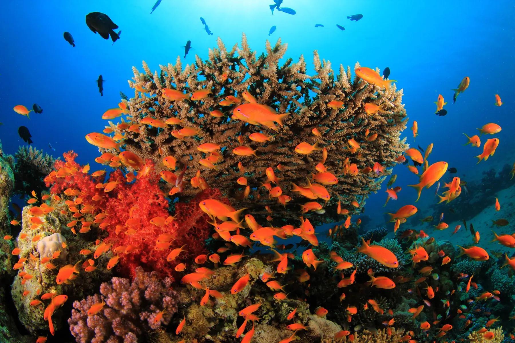 Reef Edge Drop-off