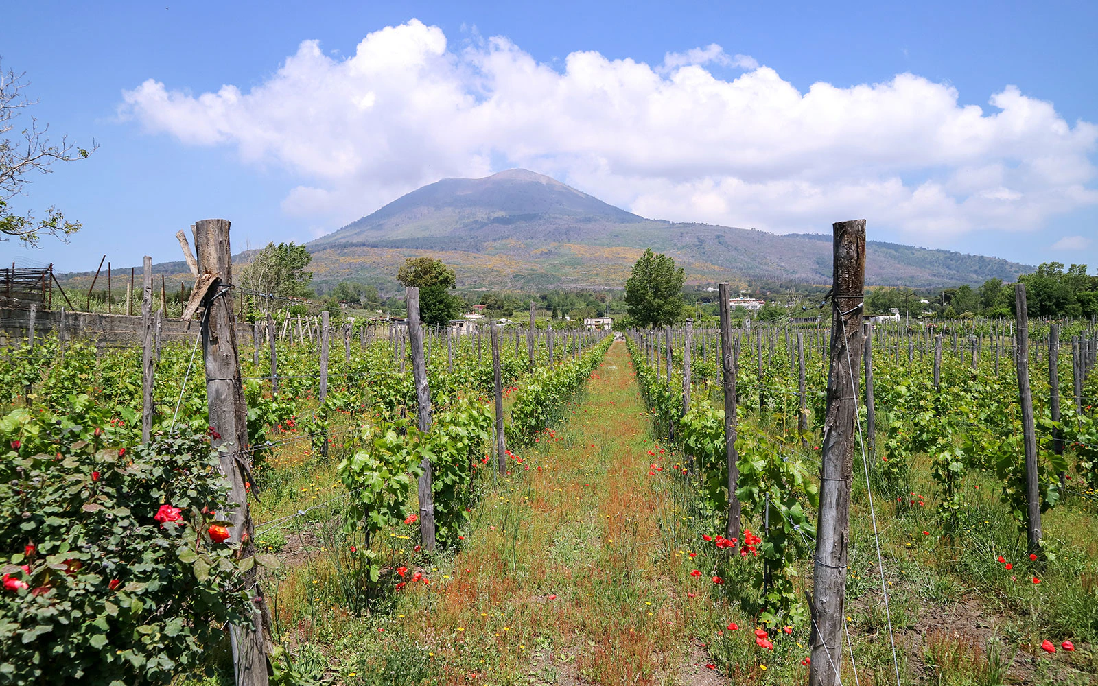 Boscoreale Vineyard Terraces
