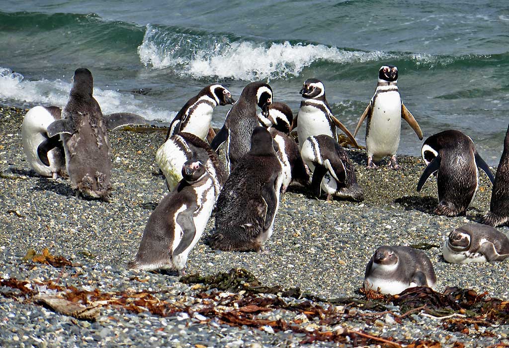 Magellanic Penguin Burrows