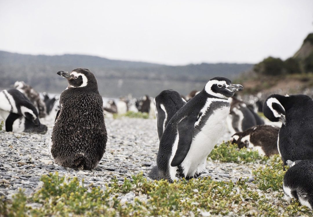 Gentoo Penguin Rookery