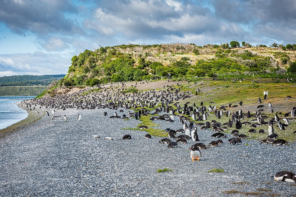 Coastal Shoreline Vantage
