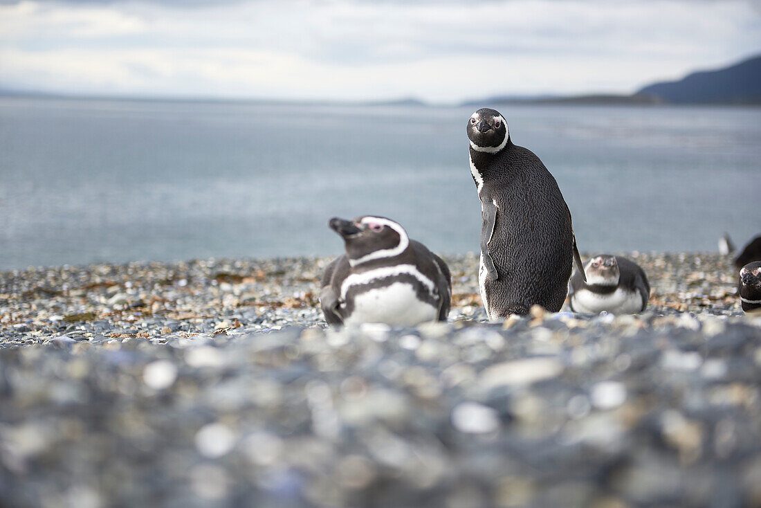 Penguin Walking Path