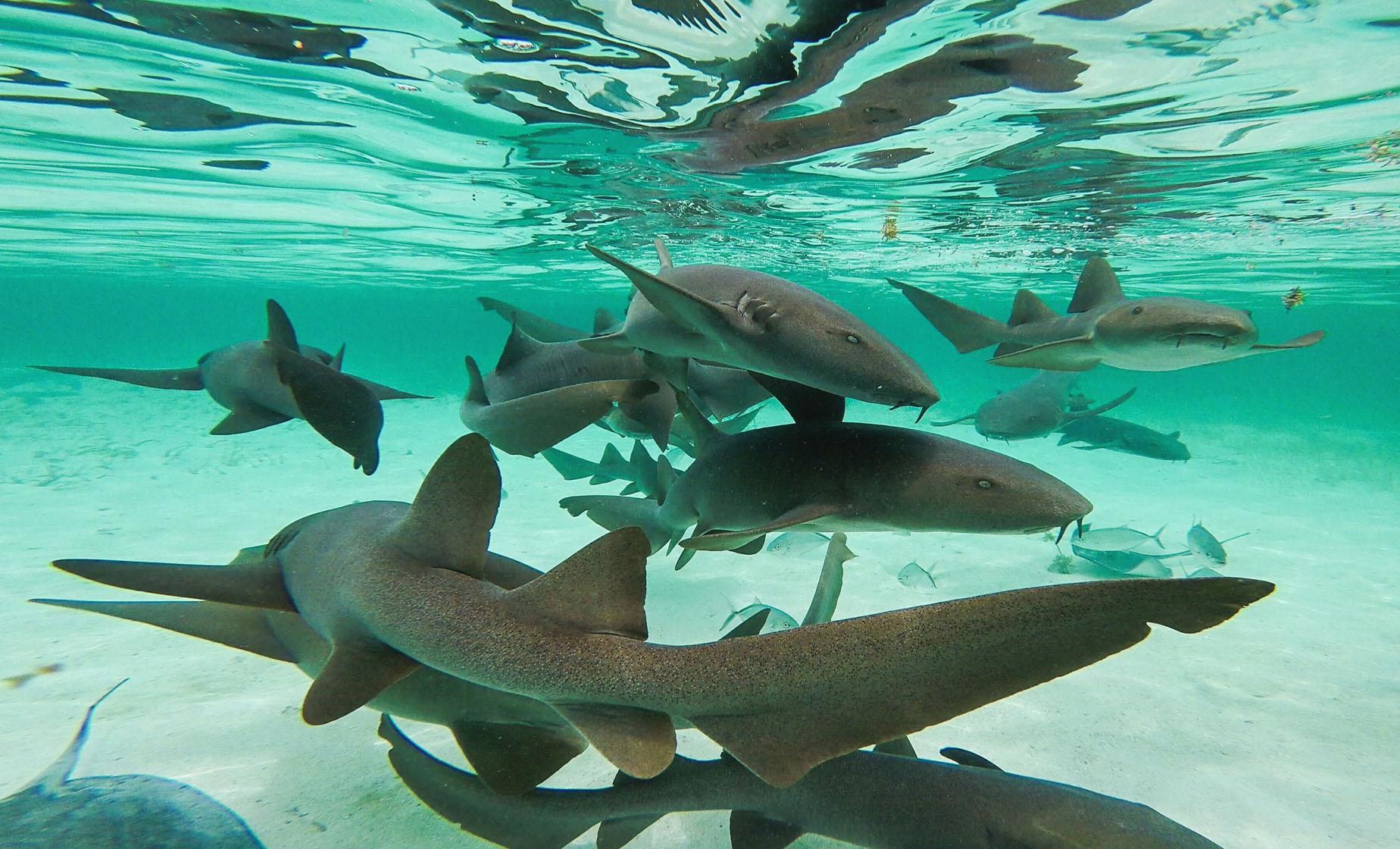 Shark Ray Alley