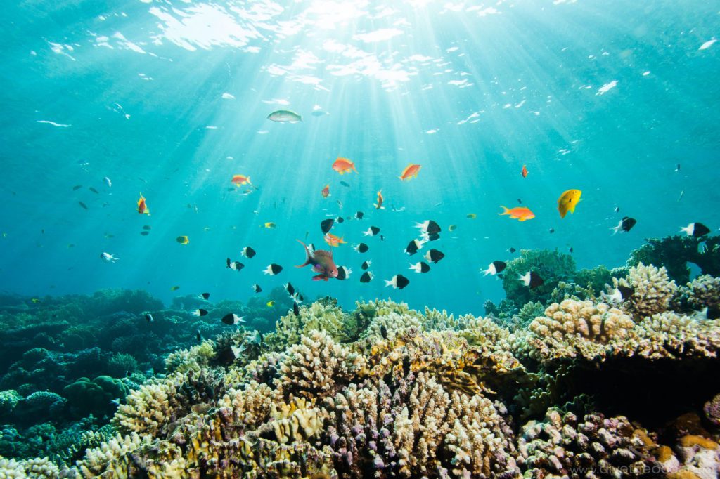 Coral Gardens