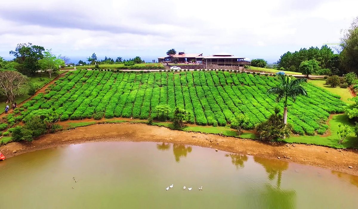 Mauritius Tea Tour