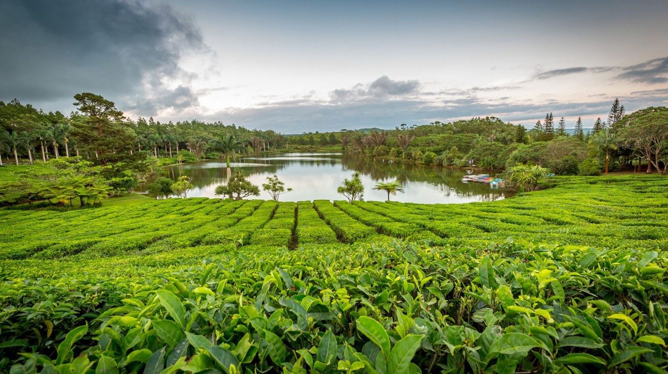 Plantation Rows