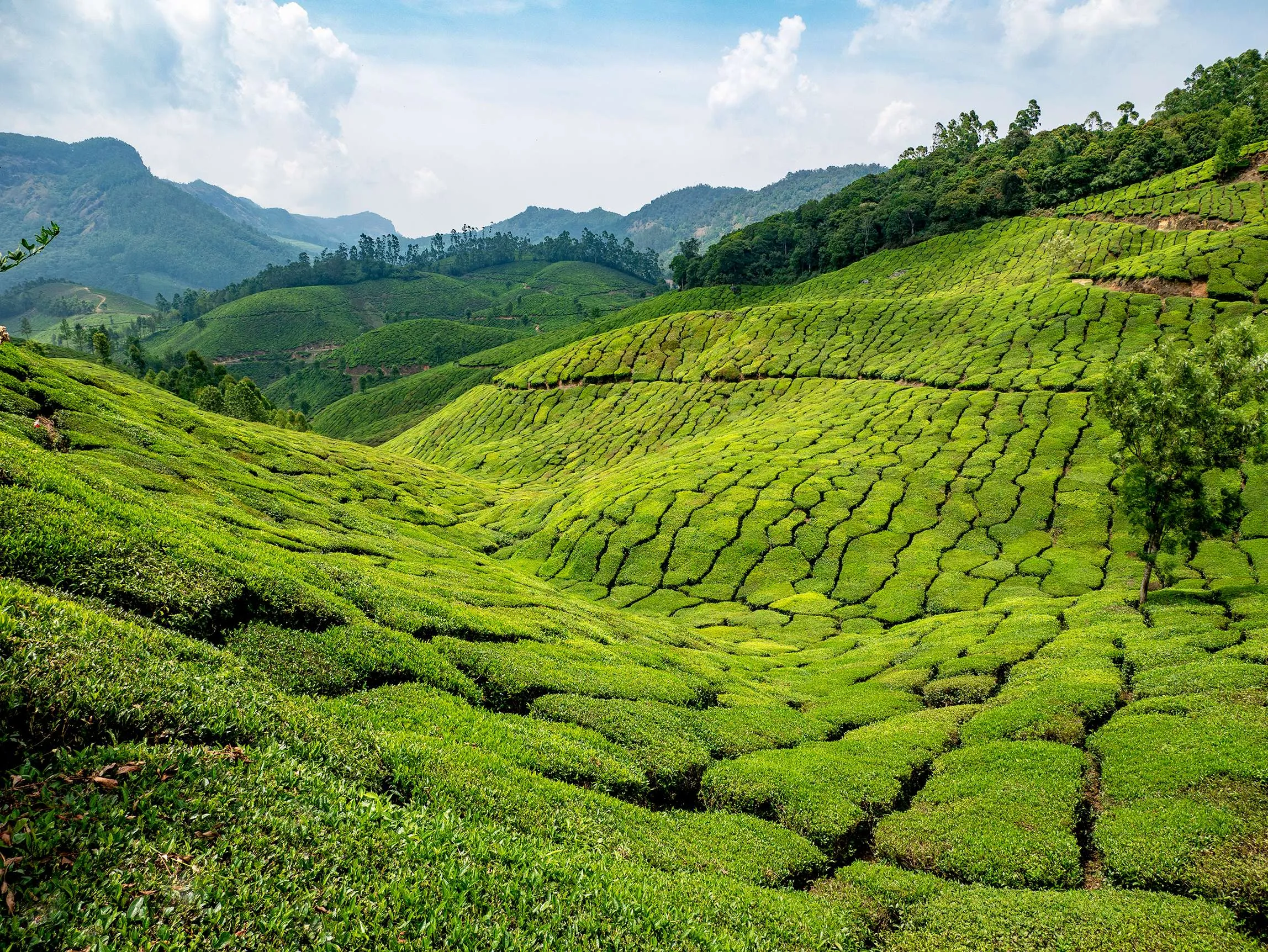 Tea Plantation
