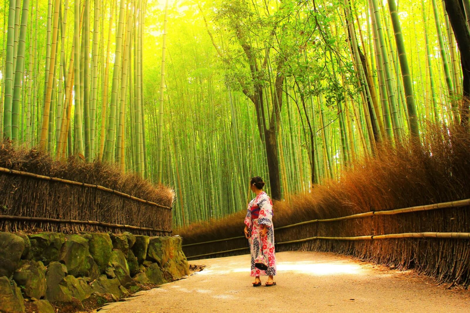 Bamboo Forest Path