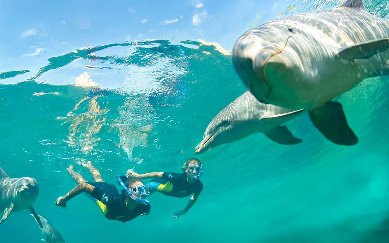 Le Morne Dolphin Tour