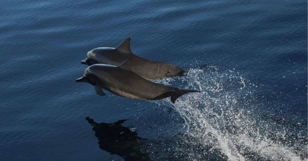 Dolphin Breach Zone