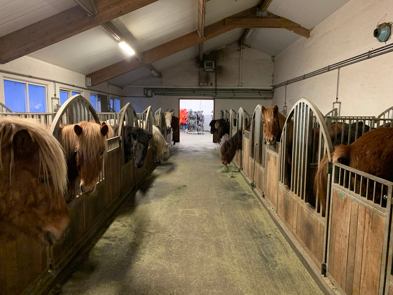 Icelandic Horse Herd