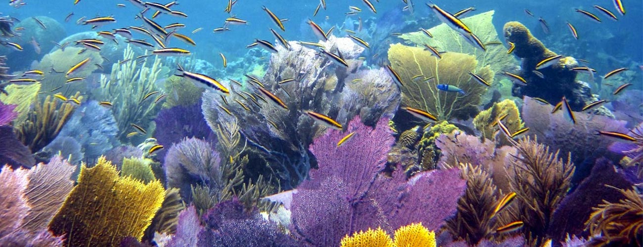 Cordillera Reef