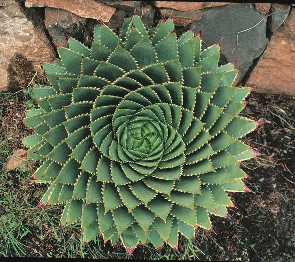 Spiral Aloe