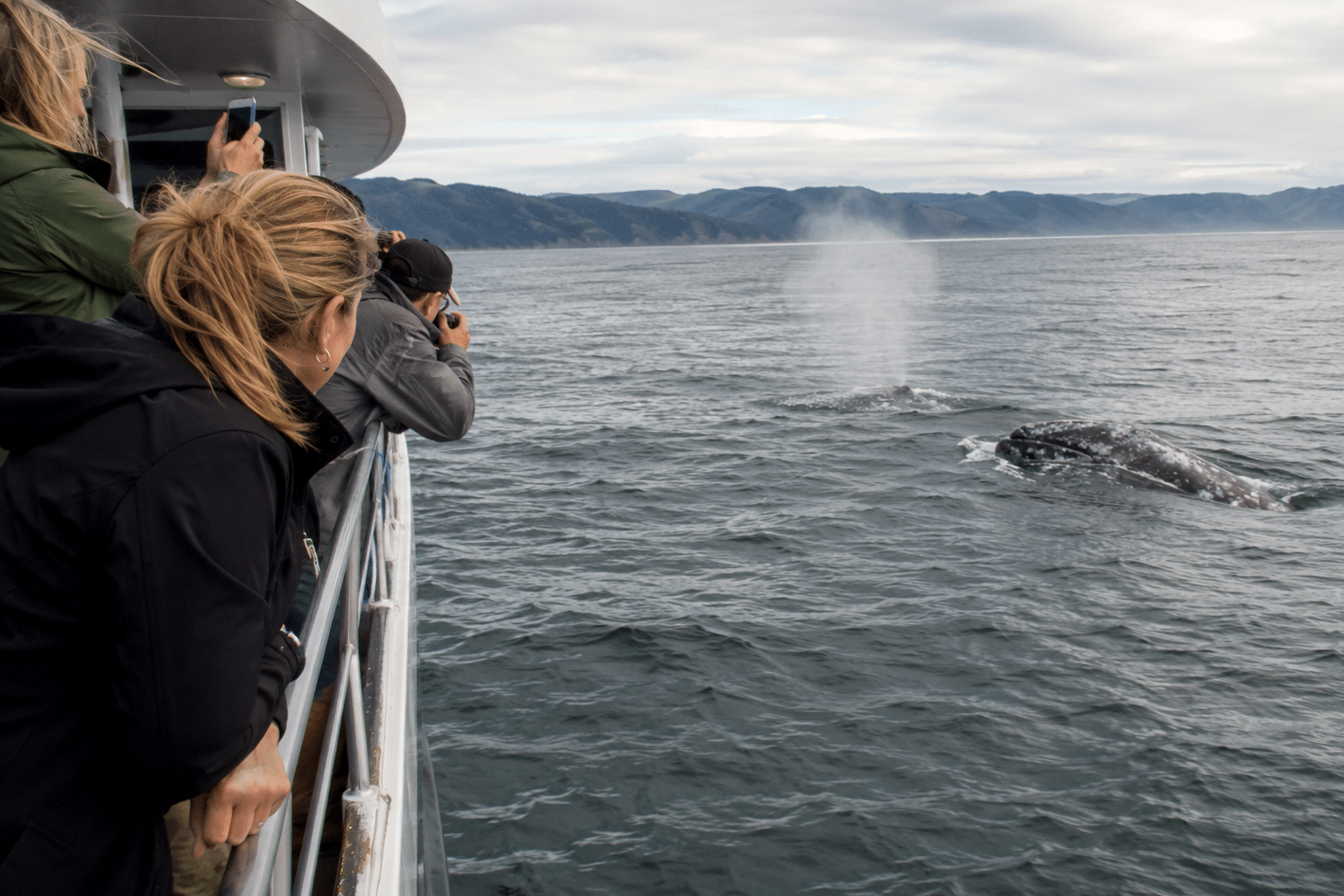 Reykjavik Whale Watching and Puffin Tour