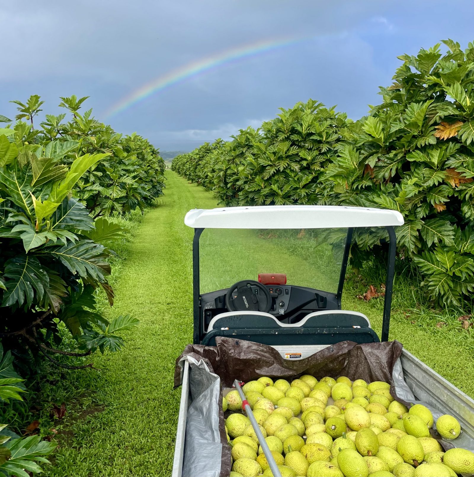 Tropical Fruit Orchard