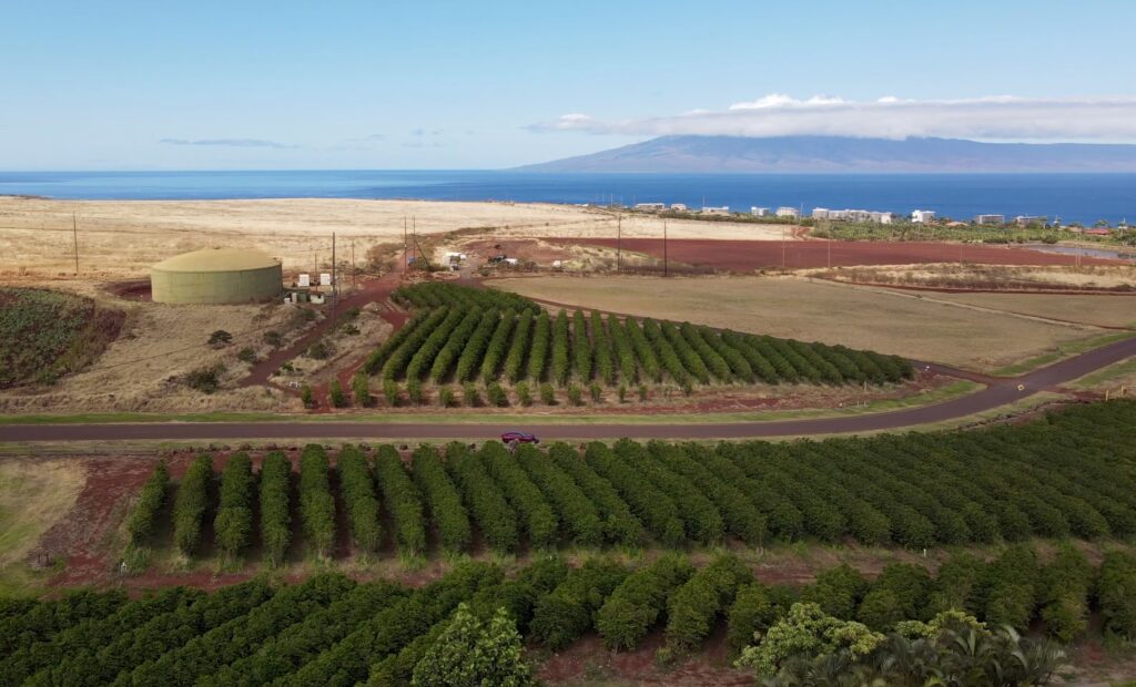 Kona Coffee Plantation