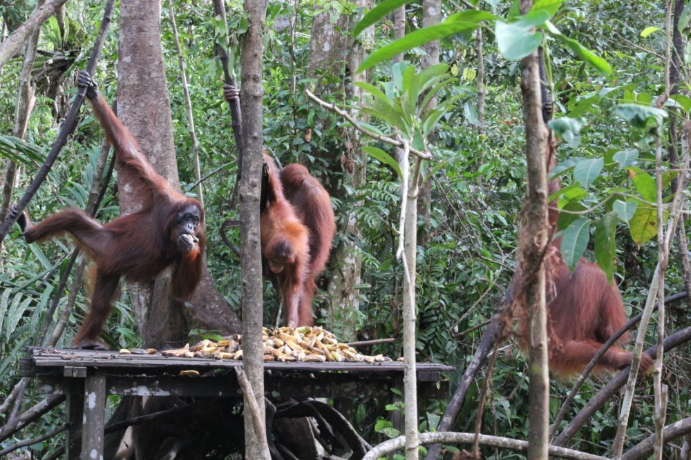 Tanjung Puting Klotok Tour