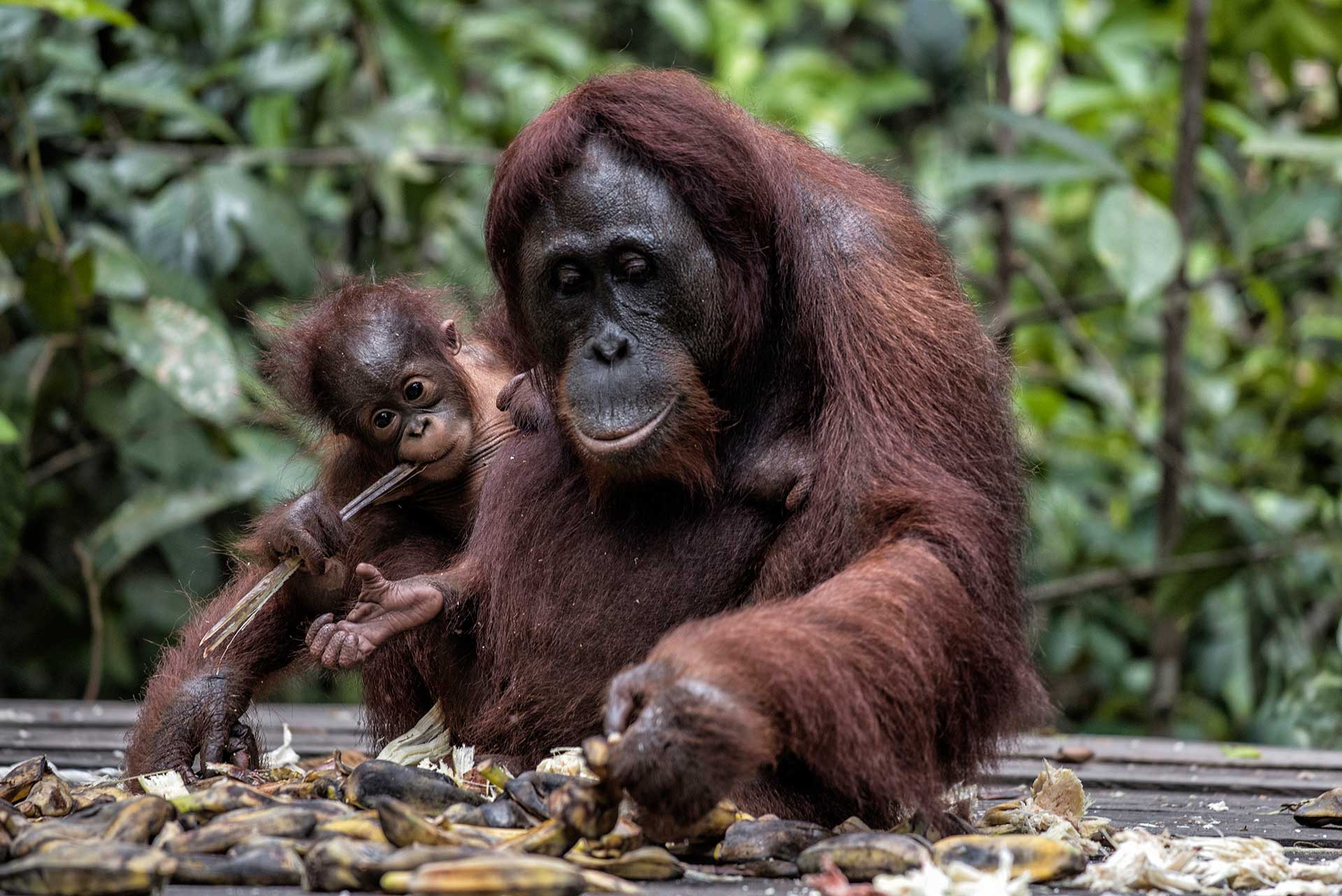 Tanjung Harapan Feeding Station
