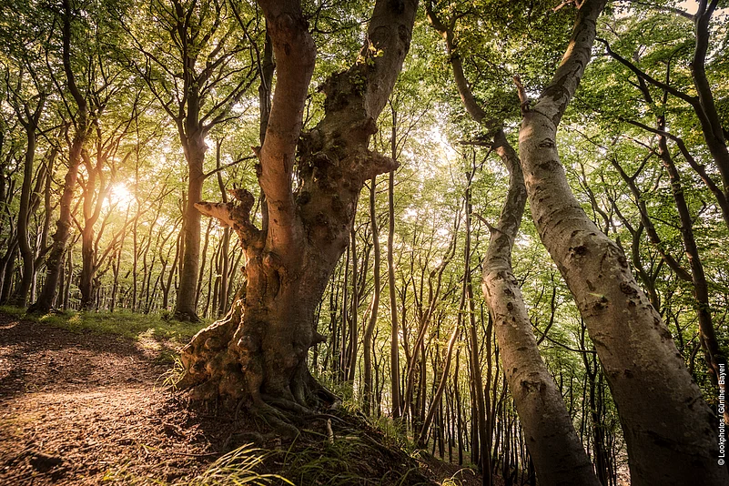 Ancient Beech Forest