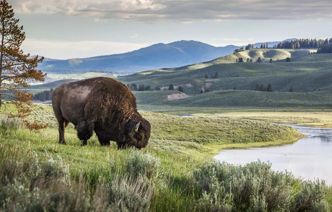 Lamar Valley Wildlife Corridor