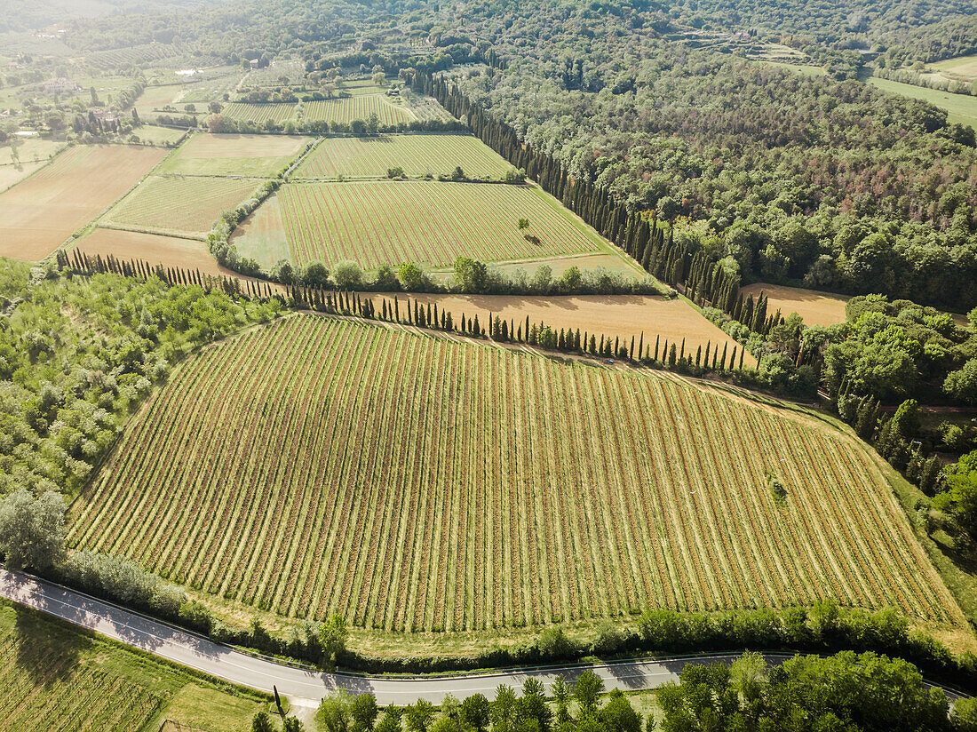 Vineyard Canopy