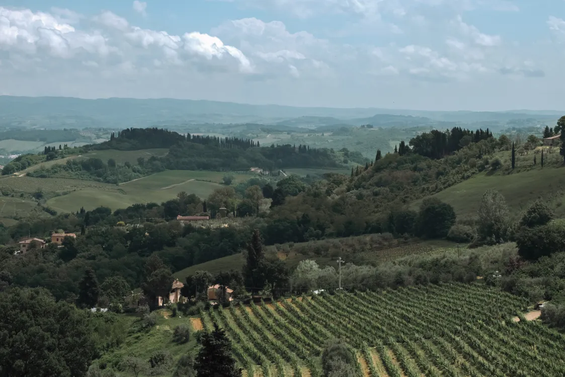Tuscan Vineyard Horizon