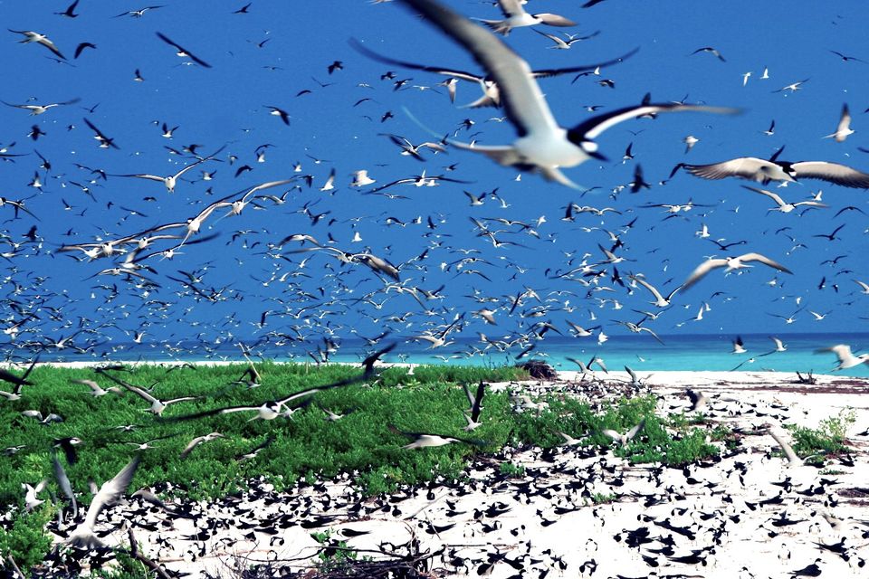 Bird Island