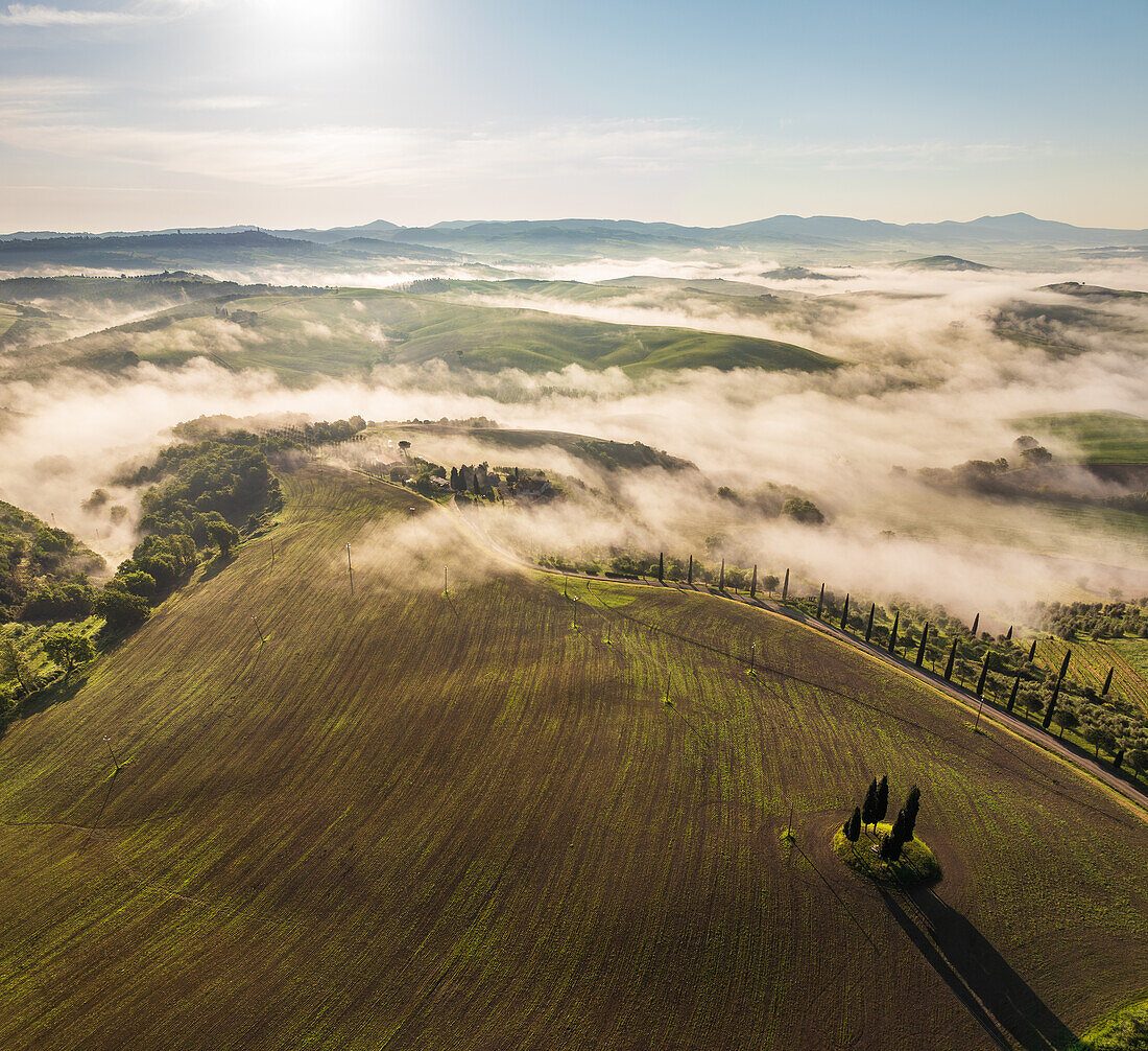 Basket Level Vineyards